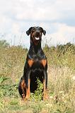 DOBERMANN 700